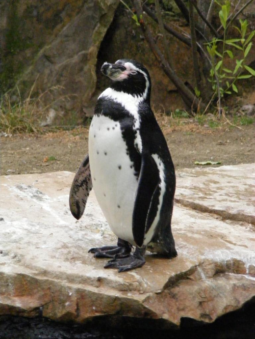 pingwinek #pingwin
