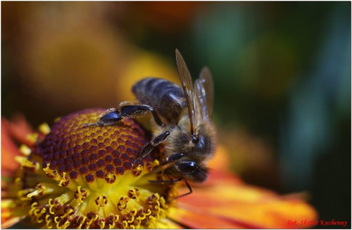 #PszczołaMakro #pszczoła