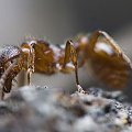 #makro #mrówka #natura #owad #potwór