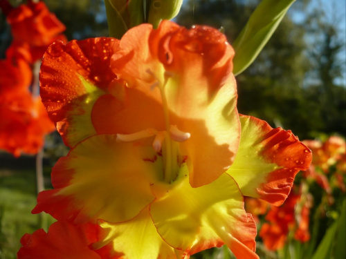 zwiewność gladioli