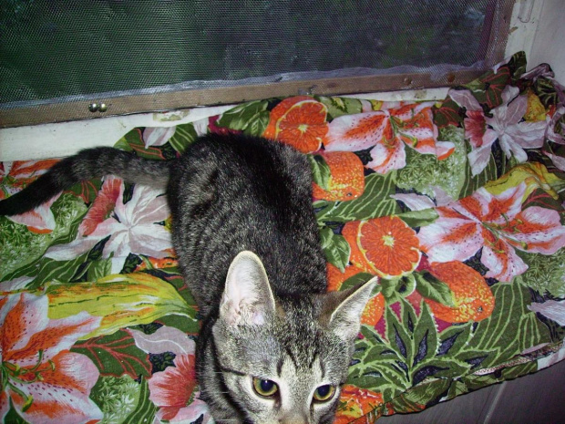 Burasia schodzi z okna