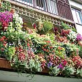 Mój balkon wrzesień 2008r #Balkon #kwiaty #KwiatyBalkonowe #surfinie #koleusy