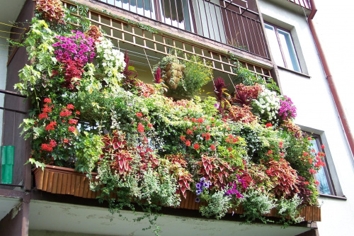 Mój balkon wrzesień 2008r #Balkon #kwiaty #KwiatyBalkonowe #surfinie #koleusy