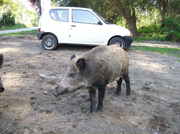 nasz kolega, a może koleżanka