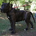 dogo canario