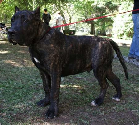 dogo canario