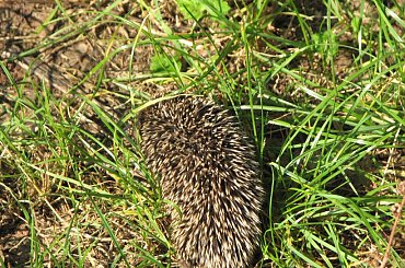 Młode jeże #MałyJeżJeżyk