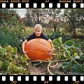 Mój młodszy syn z dynią u babci w ogrodzie.
Zdjęcie zrobione jeszcze tradycyjnym aparatem (rok 2005), dlatego trochę niewyraźne.
Taki okaz już się nie powtórzył- 44 kg. :)