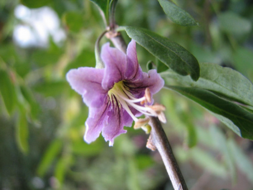 Lycium barbarum - kwiat
Goji