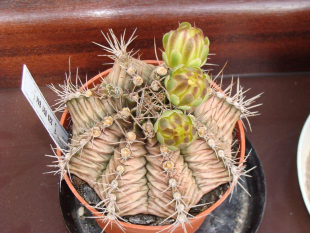 Gymnocalycium mihanovichii