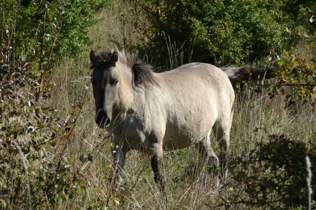 Koniki polskie