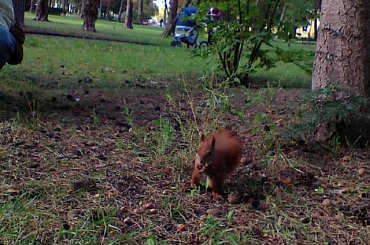 #fauna #wiewiórka #zwierzęta