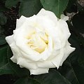 Biała róża #kwiaty