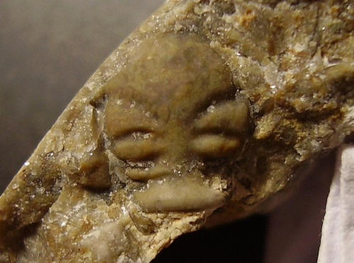 Glabella trylobita ; jest to prawdopodobnie Dalmanitina sp. Długość okazu - 0,7 cm . Wiek : ordowik - sylur . Data znalezienia : 2004 .