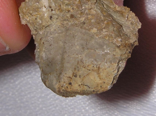 Pygidium trylobita z nadrodziny Asaphacea . Długość okazu - 1,8 cm . Wiek : górny kambr – dolny ordowik ( Asaphacea ) . Data znalezienia : 2005 .