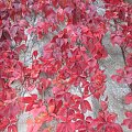 Kolorowe liście na terenie Pergoli #jesień #liście #kolorowo