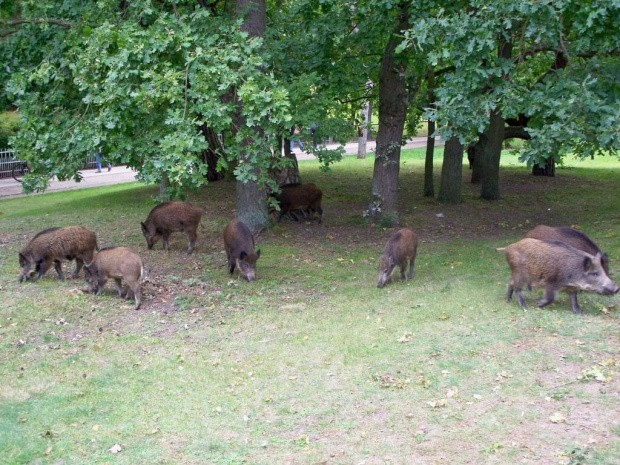 Heringsdorf-na promenadzie. #wakacje #urlop #podróże #zwiedzanie #Niemcy #Heringsdorf