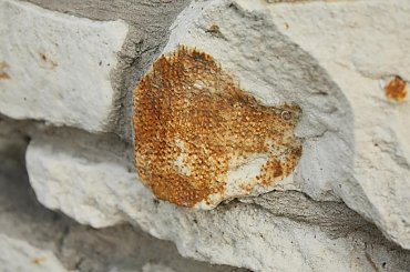 Skamieniałości widoczne w murze w centrum Wilkołaza. Takie muzeum za darmo w plenerze :) #Wilkołaz #skamieniałości