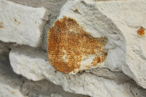 Skamieniałości widoczne w murze w centrum Wilkołaza. Takie muzeum za darmo w plenerze :) #Wilkołaz #skamieniałości