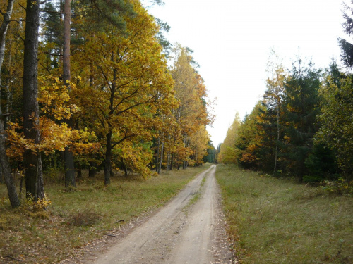 jesień w lesie :) #las #jesień