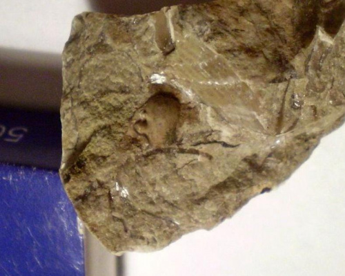 Fragment glabelli trylobita . Długość okazu - 0,5 cm . Wiek - ? Data znalezienia : 2004 .