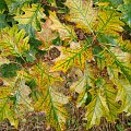 Dąb czerwony (Quercus rubra)