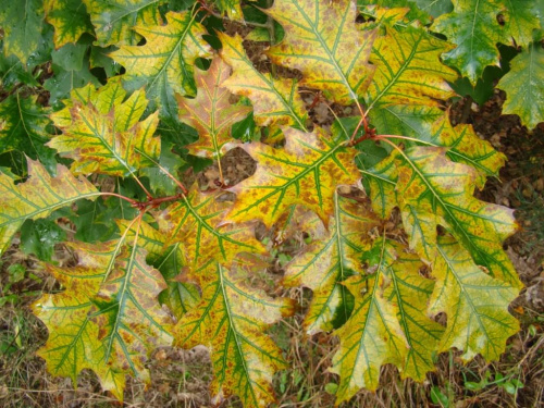 Dąb czerwony (Quercus rubra)