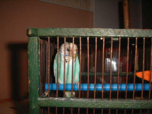 Ariel pierwszy dzien w domu #papugi #papużki #ptaki
