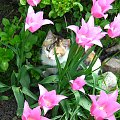 for Ewelinka :* :* żebyś w końcu zaczęła się cieszyć z życia... #kot #kwiaty #tulipan #wiosna