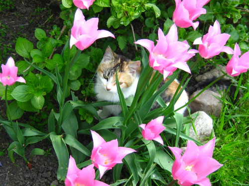 for Ewelinka :* :* żebyś w końcu zaczęła się cieszyć z życia... #kot #kwiaty #tulipan #wiosna