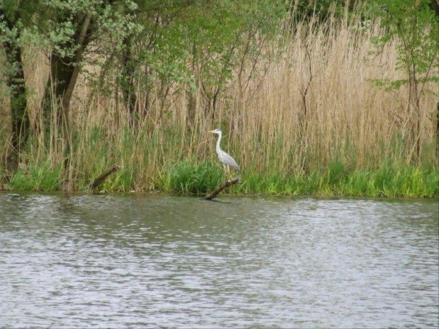 czapla siwa