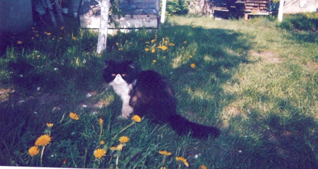 zdjecia moich kotkow przeslicznych :) #koty #ola #dzius #ogród