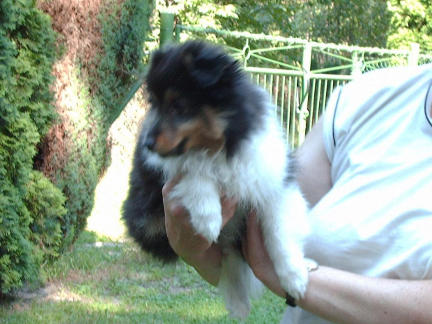 BLACK STONE Vesca Montana #sheltie