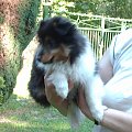 BLACK STONE Vesca Montana #sheltie