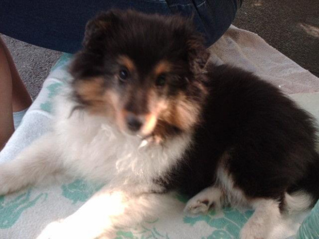 BLACK STONE Vesca Montana #sheltie