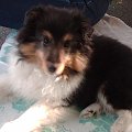 BLACK STONE Vesca Montana #sheltie