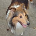 Domino #sheltie