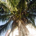 Palma kokosowa #Kuba #kokosy #palmy