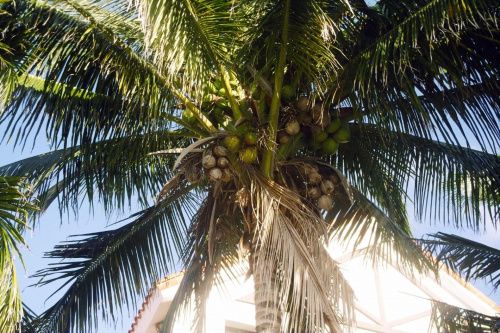Palma kokosowa #Kuba #kokosy #palmy