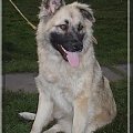 VEGA - prawie leonberger