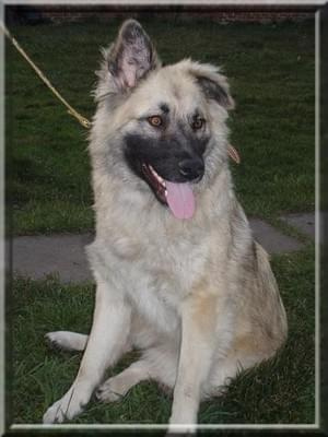 VEGA - prawie leonberger