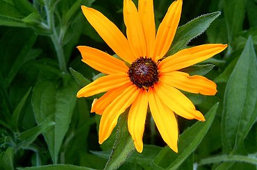 Kwiat #kwiat #natura #róża #wyostrzone #sharpen #dokładność #piękno #cud #sad #zakwit #drzewko #wioska #czerwien