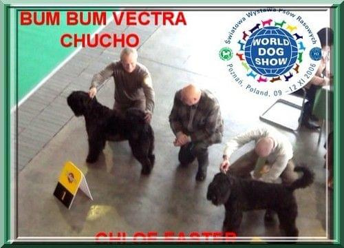 bouvier des flandres-Bum Bum Vectra Chucho #BouvierDesFlandres