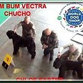 bouvier des flandres-Bum Bum Vectra Chucho #BouvierDesFlandres