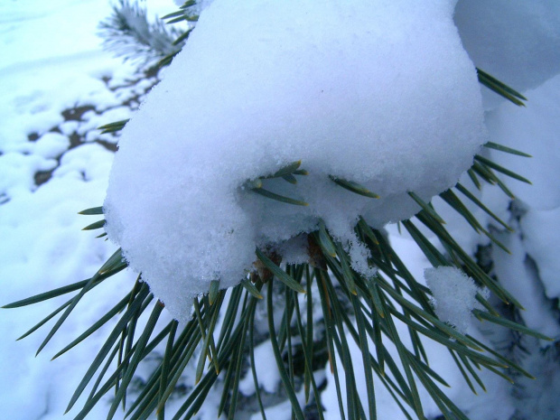 gałązka w niegu #zima #mróz #snieg #śnieg #listopad #zaspy #macro #drzewa #przyroda #natura #gałęzie #szron #zimno #biel