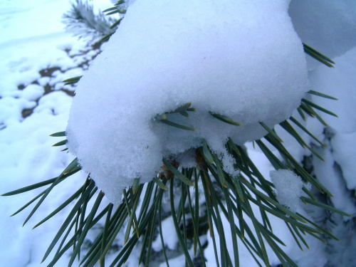 gałązka w niegu #zima #mróz #snieg #śnieg #listopad #zaspy #macro #drzewa #przyroda #natura #gałęzie #szron #zimno #biel