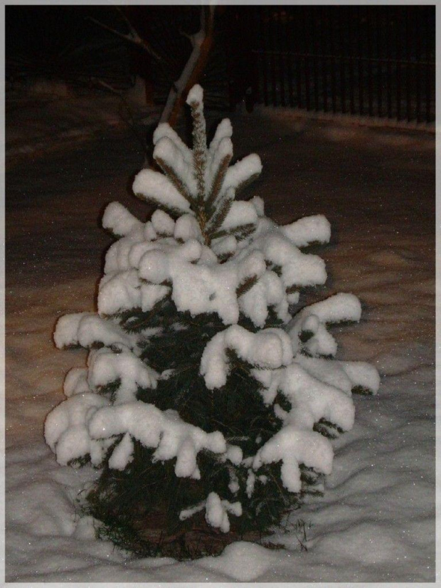 choineczka #zima #śnieg #świerk #drzewo