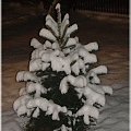 choineczka #zima #śnieg #świerk #drzewo