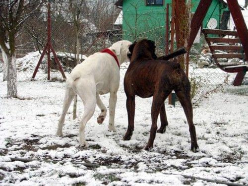 BATON & BIAŁY vel Albin