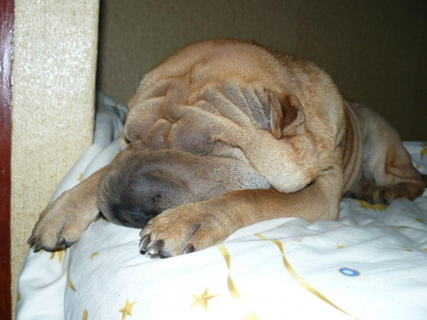 wieczorna drzemka #SharPei